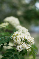 Closeup of rowan tree flowering corymbs with buds and open petals -  in spring - text space