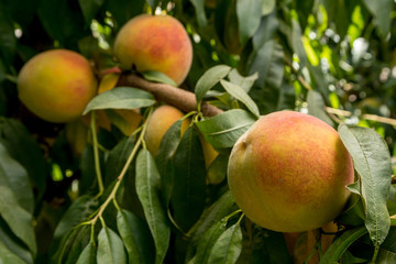 Duraznos maduros en el árbol