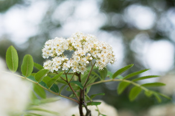Closeup of flowering rowan tree corymb in spring, blurred background