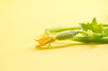 Close up, macro. Tiny cucumber shoot on a green fragile twig, topped with an orange flower. Copy space.