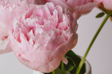 Pink peony flower bouquet macro still © jordieasy