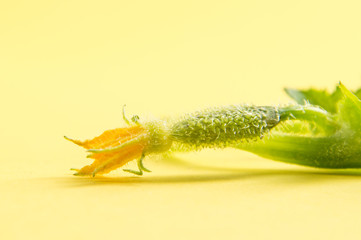 Close up, macro. Cucumber Growing. Fragile green seedling cucumber. Yellow background. Copy space.