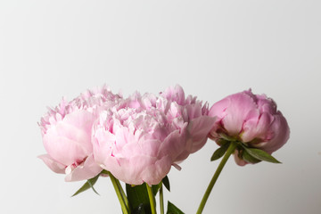 Fototapeta premium Pink peony flower beautiful bouquet on a white background