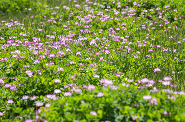 蓮華の咲く田んぼの風景