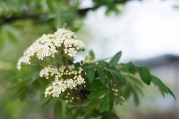 Closeup of flowering rowan tree corymb in spring, blurred background, text space