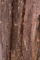 The texture of the bark. Burl