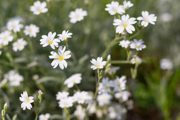Summer meadow blurred background with white flowers and green grass