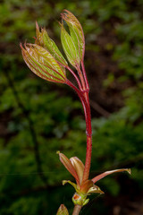 Young maple leaves. buds