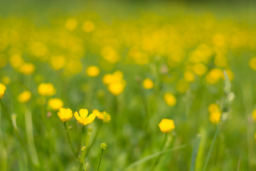 Fototapeta premium Summer meadow blurred background with yellow flowers and green grass
