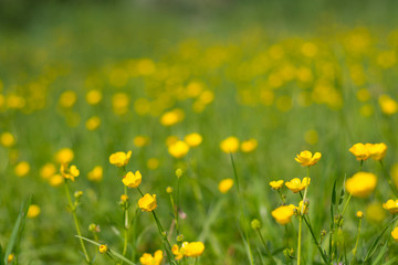 Spring meadow blurred background with yellow flowers and green grass
