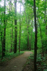 Nature trail spring, selective focus