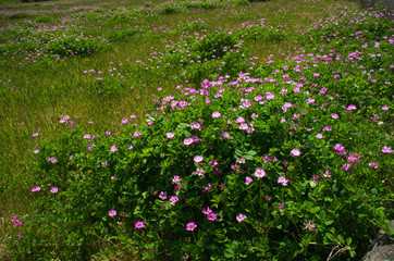 Fototapeta premium 蓮華の咲く田んぼの風景