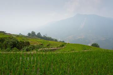 Fototapeta premium Fogy Landscape of Ricefields in lao chai sapa valey in Vietnam. Sapa, Vietnam.- 22. Mai. 2019.