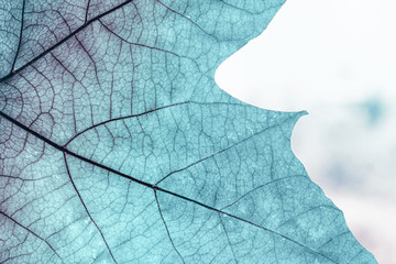 Fototapeta na wymiar Close-up of plane tree leaves, natural background