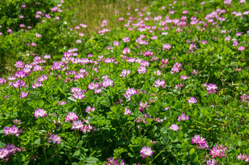 蓮華の咲く田んぼの風景