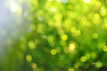 Obraz premium blurred green bokeh background