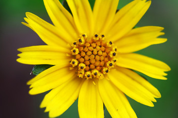 macro of yellow flower