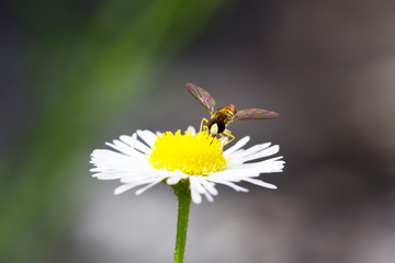 Obraz premium macro of insect on white daisy flower
