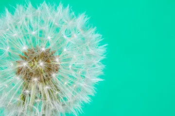 Rolgordijnen Dandelion Seed Head Blowball Close Up on Blue Abstract Background  © squeebcreative