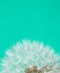 Dandelion Seed Head Blowball Close Up on Blue Abstract Background 
