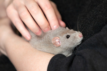 Closeup shot of woman who holds a rat in her hands