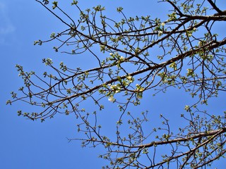 White sakura branches with blue sky and blooming sakura at the center during spring of Osaka, Japan