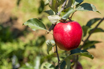 Una manzana roja en el árbol