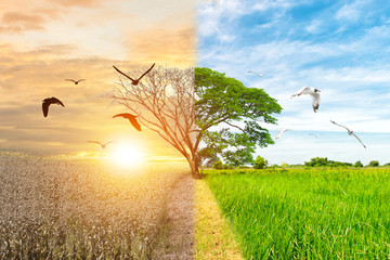 Ecology concept environment change tree forest drought and flying bird forest refreshing