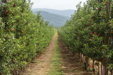 Fototapeta na wymiar Huerto de manzana con manzanas en los árboles
