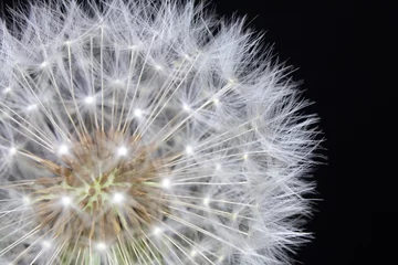 Foto op Plexiglas Dandelion Seed Head Blowball Close Up on Black  Abstract Background  © squeebcreative