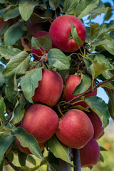Grupo de manzanas rojas en el árbol