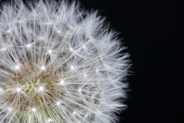 Fotobehang Dandelion Seed Head Blowball Close Up on Black  Abstract Background  © squeebcreative