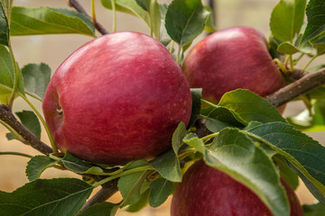 Grupo de manzanas rojas en el árbol