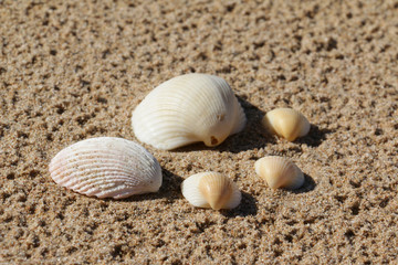 5 shells on a sandy beautiful beach. Hi-res shells photo