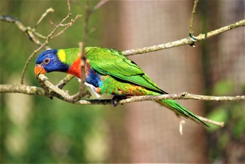 bird