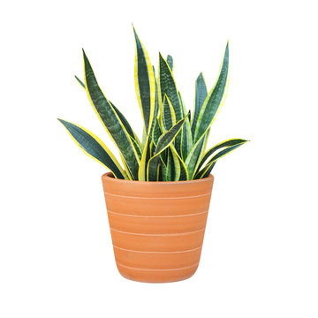 sansevieria or snake plant in a pot isolated on white