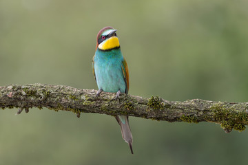 Portrait of a beautiful tropical bird, the bee eater (Merops apiaster)