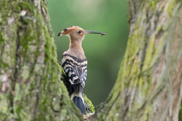 Portrait of Hoopoe bird in rainy day (Upupa epops)