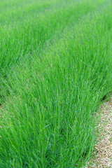 spring lavender field in the France
