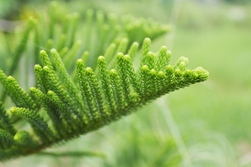 green pine leaf