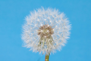 Dandelion Seed Head Blowball Close Up on Blue Abstract Background 