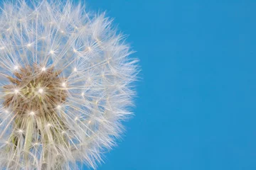 Fototapeten Dandelion Seed Head Blowball Close Up on Blue Abstract Background  © squeebcreative