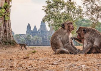 Singes devant Angkor Wat, Siem Reap, Cambodge