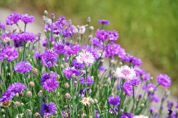 Fototapeta premium ヤグルマギク