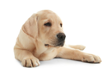 Cute yellow labrador retriever puppy isolated on white