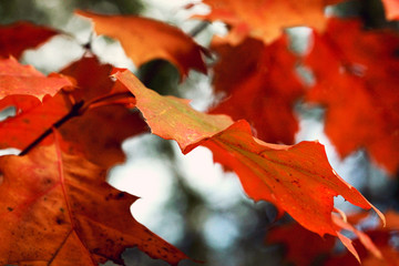Fototapeta premium macro of autumn leaves