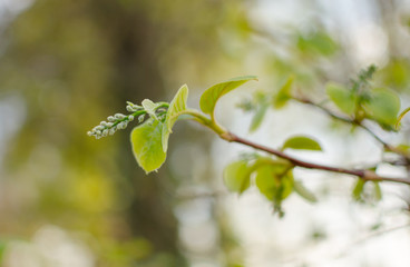 FRAGRANT SNOWBELL (Styrax obassia) branch with buds. Close up.