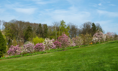 Row of flowering magnolias in the botanical garden in Niemcza, Poland. Line of Magnolia trees on the green hill. Landscape with green grass, blue sky and pink flowering trees.