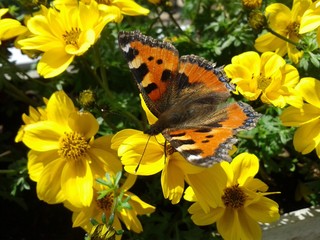 Schmetterling auf gelber Blume