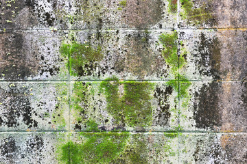 Obraz premium green moss or green lichen on wall texture